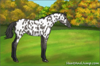 Horse Color:Grullo Appaloosa 