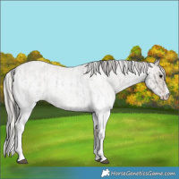 Horse Color:White Spotted Blue Roan Rabicano  and White Spotted Silver Blue Roan Rabicano 