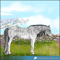 Horse Color:White Spotted Blue Roan Rabicano  and White Spotted Blue Roan Splash Rabicano 