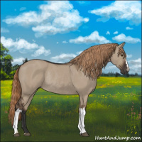 Horse Color:Liver Red Dun Rabicano 