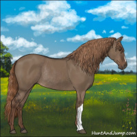 Horse Color:Liver Red Dun Rabicano 