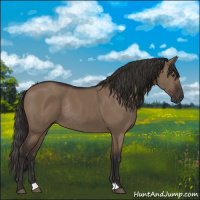 Horse Color:Liver Red Dun Rabicano 