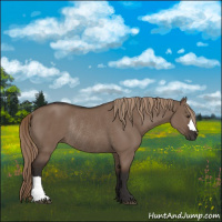 Horse Color:Liver Red Dun Rabicano 