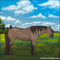 Horse Color:Liver Red Dun Rabicano 