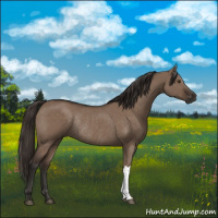 Horse Color:Liver Red Dun Rabicano