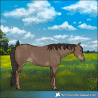 Horse Color:Liver Red Dun Rabicano 