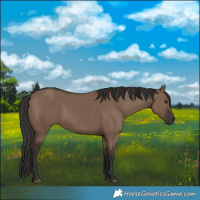 Horse Color:Liver Red Dun Rabicano 