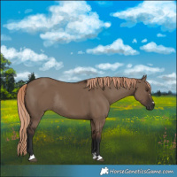 Horse Color:Liver Red Dun Rabicano 