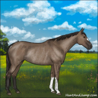Horse Color:Liver Red Dun Rabicano 