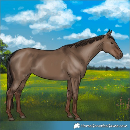 Horse Color:Liver Red Dun Rabicano
