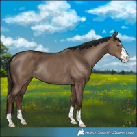 Horse Color:Liver Red Dun Rabicano 