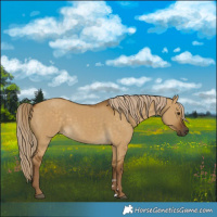 Horse Color:Chocolate Palomino Dun Rabicano