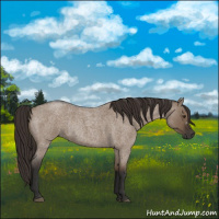 Horse Color:Liver Red Dun Roan Rabicano 