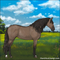 Horse Color:Liver Red Dun Rabicano 