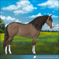 Horse Color:Liver Red Dun Rabicano 