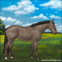 Horse Color:Liver Red Dun Rabicano 
