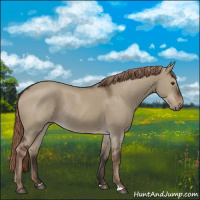 Horse Color:Liver Red Dun Rabicano 