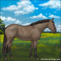 Horse Color:Liver Red Dun Rabicano 