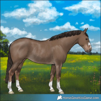 Horse Color:Liver Red Dun Rabicano 