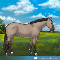 Horse Color:Liver Red Dun Rabicano 