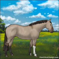 Horse Color:Liver Red Dun Rabicano