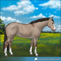 Horse Color:Liver Red Dun Rabicano 