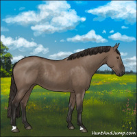 Horse Color:Liver Red Dun Rabicano
