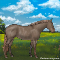 Horse Color:Liver Red Dun Rabicano 