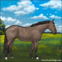Horse Color:Liver Red Dun Rabicano 