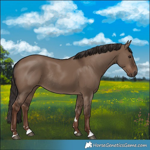 Horse Color:Liver Red Dun Rabicano
