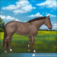 Horse Color:Liver Red Dun Rabicano 