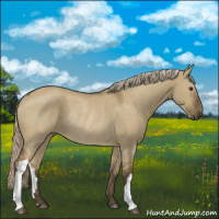 Horse Color:Chocolate Palomino Dun Rabicano