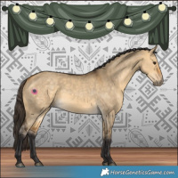 Horse Color:Buckskin Dun 