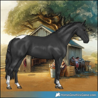 Horse Color:Black Tobiano 