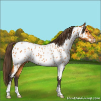 Horse Color:Buckskin Appaloosa 