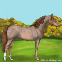 Horse Color:Red Roan Appaloosa 