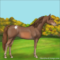 Horse Color:Red Roan Appaloosa 