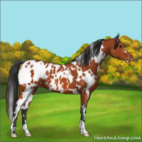 Horse Color:White Spotted Bay Appaloosa 