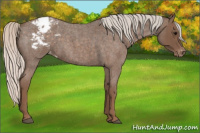 Horse Color:Silver Blue Roan Appaloosa 
