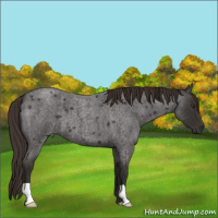 Horse Color:Liver Red Roan 