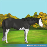 Horse Color:Liver Chestnut Splash 