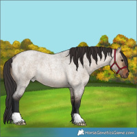 Horse Color:Brown Roan Dun Rabicano