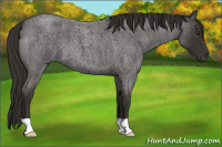 Horse Color:Liver Red Roan 