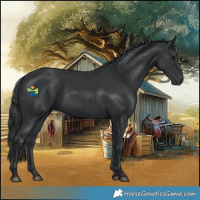Horse Color:Black 