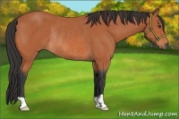 Horse Color:Bay Rabicano 