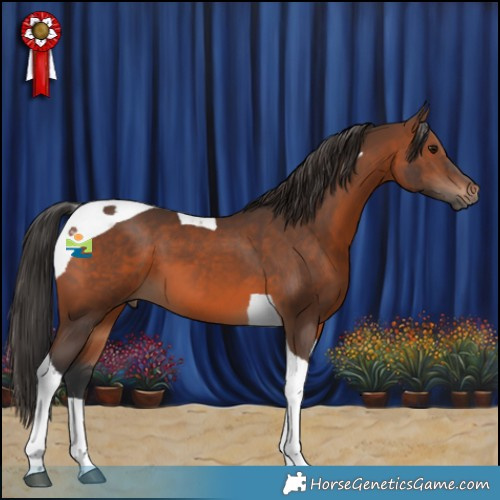 Horse Color:Brown Tobiano 