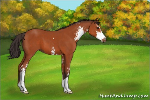 Horse Color:Bay Sabino 