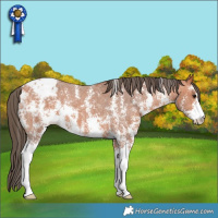 Horse Color:Bay Sabino Appaloosa 