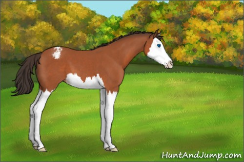 Horse Color:Bay Sabino Splash Appaloosa 