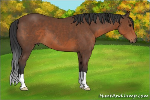 Horse Color:Bay 
